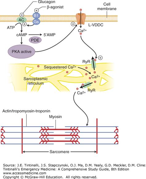 glucagon beta blocker